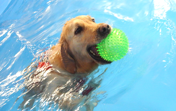 B-DOG Piscine per cani  Buja