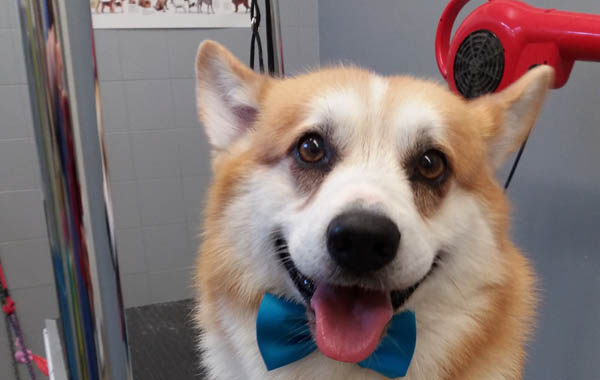 Toelettatura Stile Canino - Torreano di Martignacco