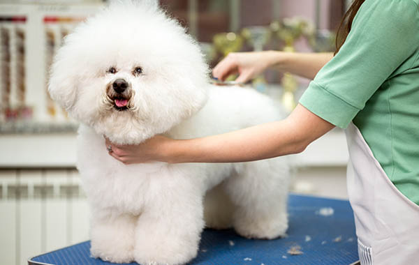 Toelettatura Stile Canino - Martignacco