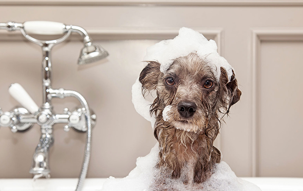 Pippo's Pet Shop - Majano