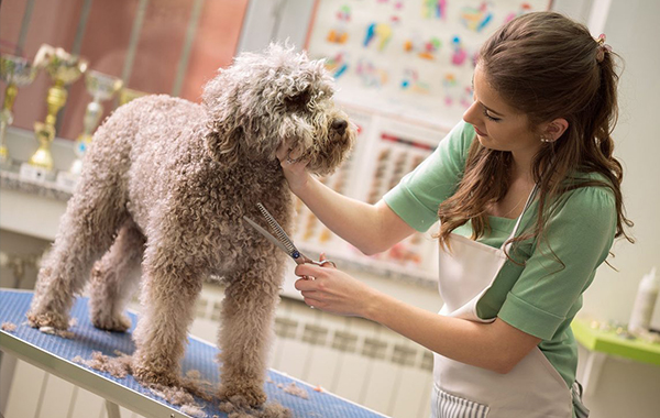 La Bella Vita - Toelettatura Pet Shop - Tavagnacco