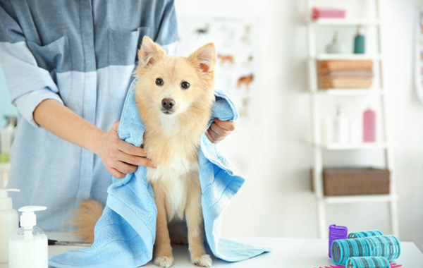 La Bella Vita - Toelettatura Pet Shop - Tavagnacco