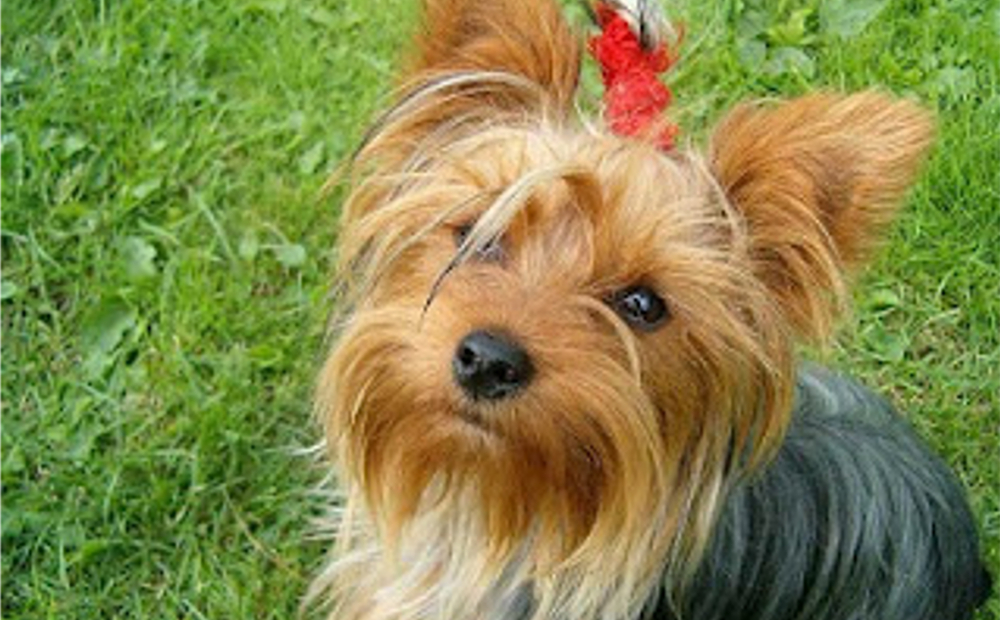 SPLASH DOG - Cervignano del Friuli