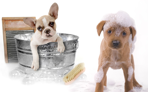 Oh my dog!! - Tavagnacco