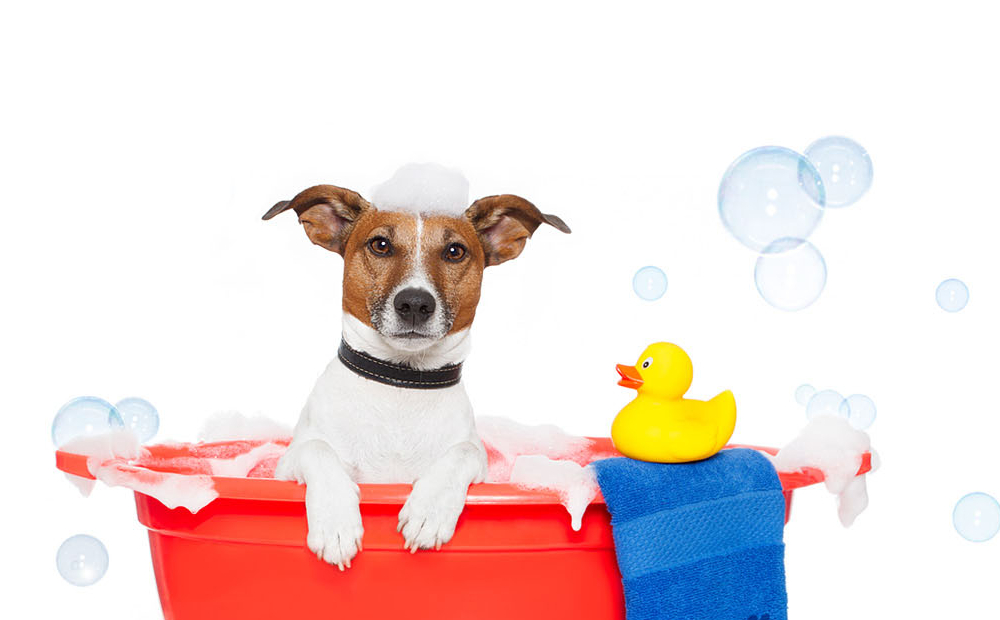 Oh my dog!! - Tavagnacco