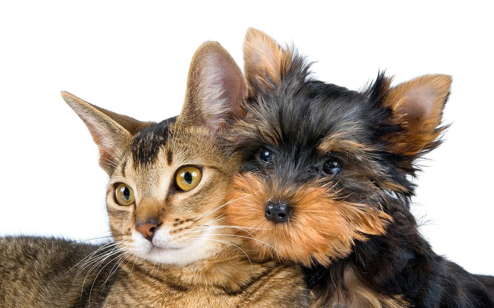 Bella Mina Toelettatura - Grado