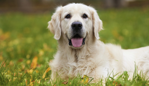 MI FIDO DI TE  - Gonars