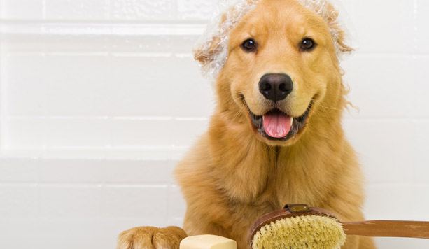 PEDROPET  - Ronchi dei Legionari