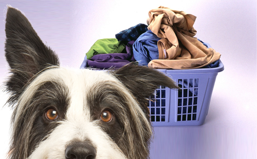 Lavandaria - Pagnacco