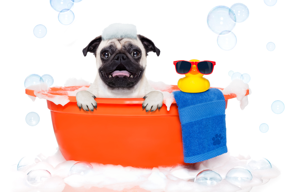 Toelettatura Très Chic - Basiliano