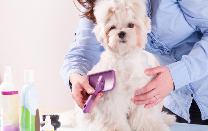 Toelettatura Très Chic - Basiliano