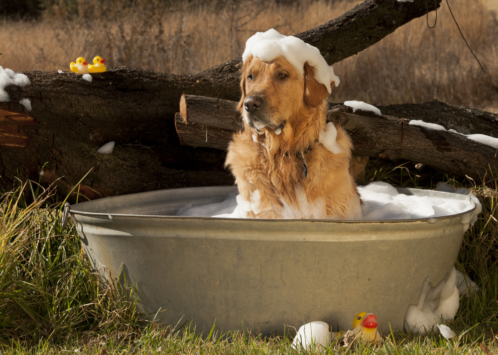 Toelettatura Très Chic - Basiliano