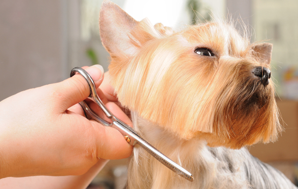 Centro del Cane - Portogruaro