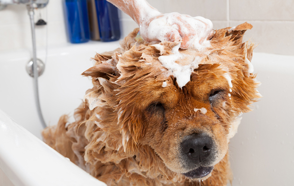 ToeletTiamo - Mortegliano